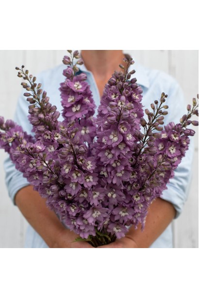 Срезанные цветы дельфиниума в букете